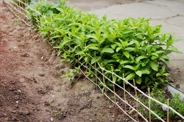 Gardening and Planting