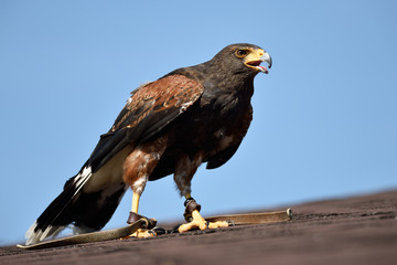 Falco di Harris