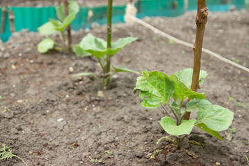 Gardening and Planting