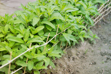 Gardening and Planting
