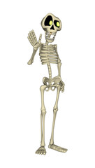 Skeleton