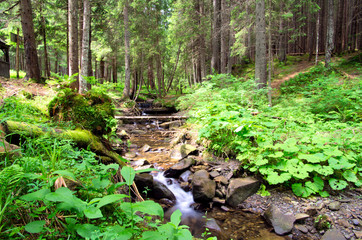 Obraz premium forest