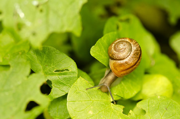 white-lipped snail, Cepaea hortenzis on a sheet