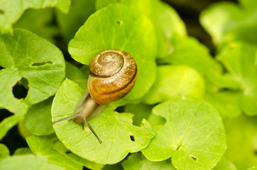 white-lipped snail, Cepaea hortenzis on a sheet