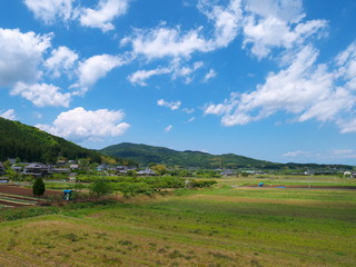 新緑と青空