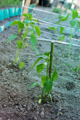 Gardening and Planting