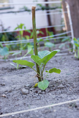 Gardening and Planting