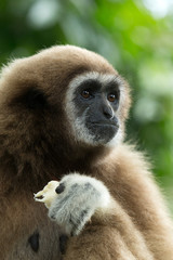 gibbon