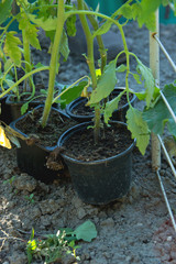 Gardening and Planting