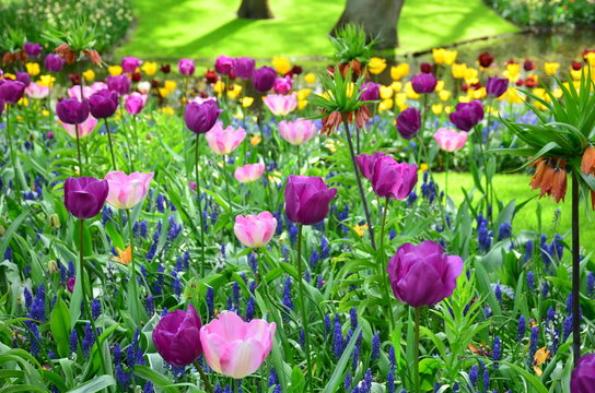 Violet tulips, in spring, in the garden of Keukenhof, Holland