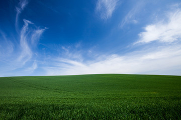 Fototapeta na wymiar green grass and blue sky background