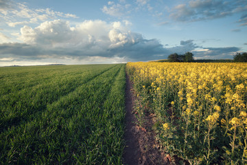 Vintage style photo of beautiful field landscape