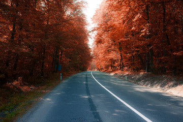 asphalt road through autumn forest