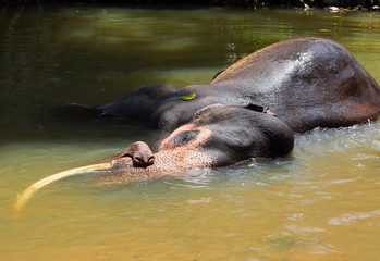 Elephant lying in river