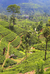 tea plantation in Sri Lanka