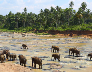 Naklejka na ściany i meble Elephants in the river