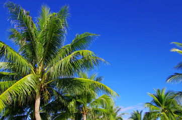 Obraz premium palm tree