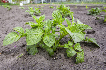 young plant potatoes