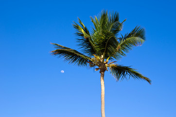 Palm tree