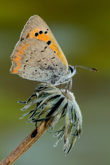 Farfalle