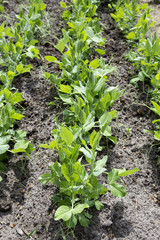 young peas in the garden