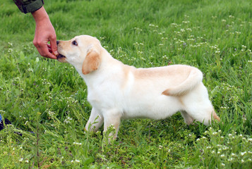 the yellow labrador puppy in green grass