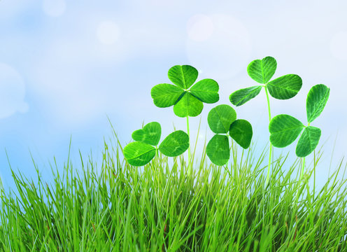 Clover leaves in grass on blue sky background
