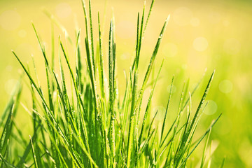 Green grass with dew, close up