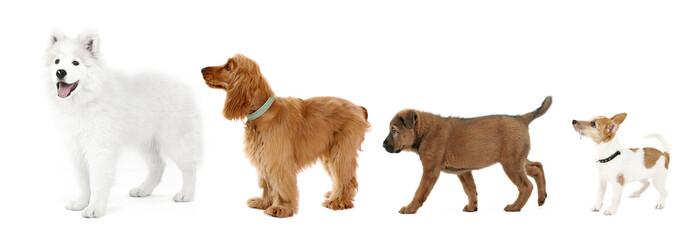 Group of dogs different sizes in row, isolated on white
