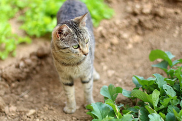 Naklejka na ściany i meble Brown tabby cat walking in the garden. Selective focus.