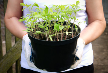 Tomato seedlings in a pot