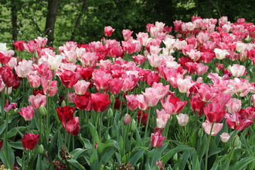 Bunte Tulpenbl&uuml;ten