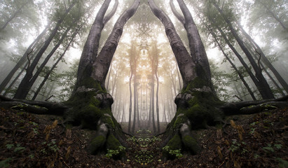 symmetrical forest with trees resembling magical gate
