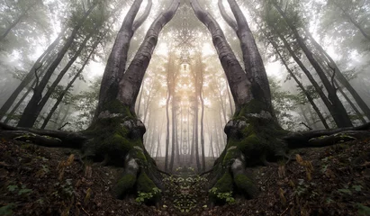 Gardinen Wälder symmetrical forest with trees resembling magical gate  © andreiuc88