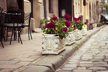 Fototapeta na wymiar Flowerbeds in Lviv