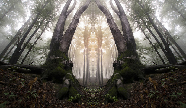 Fototapeta symmetrical forest with trees resembling magical gate