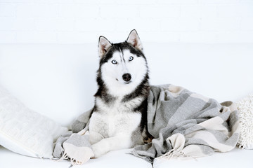 Beautiful cute husky lying on sofa with plaid in white room © Africa Studio