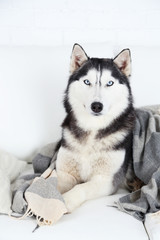 Beautiful cute husky lying on sofa with plaid in white room