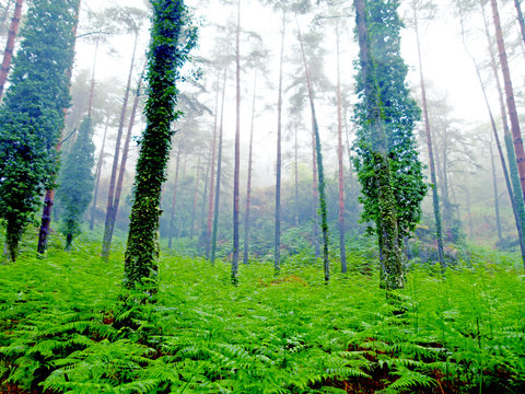 Floresta h&uacute;mida com nevoeiro