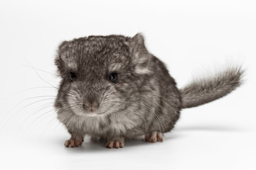 Obraz premium Gray Baby Chinchilla on white