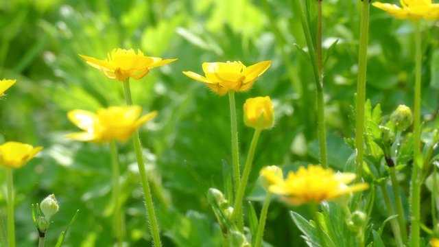 Bl&uuml;hende Butterblume oder Scharfer Hahnenfu&szlig;