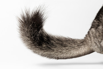 Tail of Gray Chinchilla on white