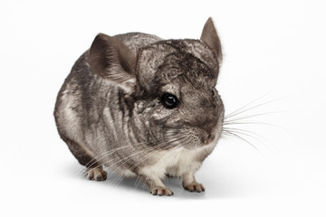 Closeup Chinchilla in Profile View on white