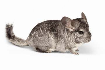 Closeup Chinchilla in Profile View on white