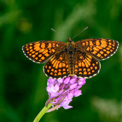 Fototapeta na wymiar Farfalle