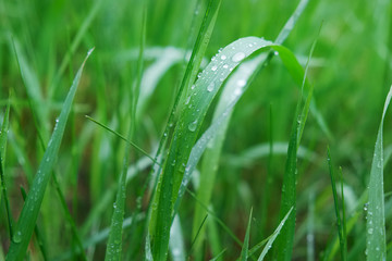 Green grass with water drops on the surface