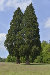 Séquoias géants du Parc Solvay à La Hulpe 