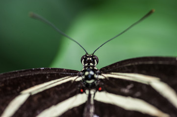 Obraz premium Butterfly Isolated