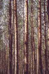 Photo of a big pine forest