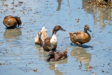 Ducks in the water